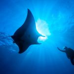 Scuba diver reaches towards a majestic manta ray underwater.