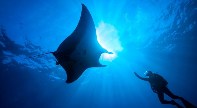 Scuba diver reaches towards a majestic manta ray underwater.